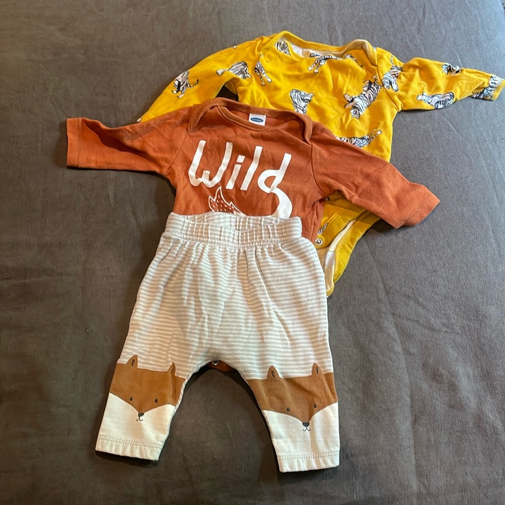 Wild and yellow tigers